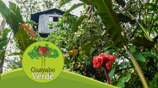 Guayabo Verde - Gualea - 0