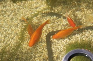 Gästezimmer zum rotem Karpfen - 2