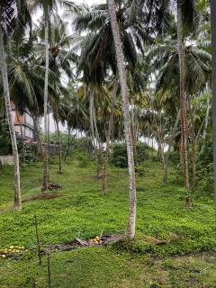 Surf Home Stay Hiriketiya - Hiriketiya - 2
