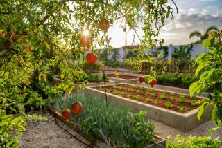 Le Soleil D'or - Cayman Brac - 8