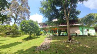 Green Forest Tangkahan - Tangkahan - 2