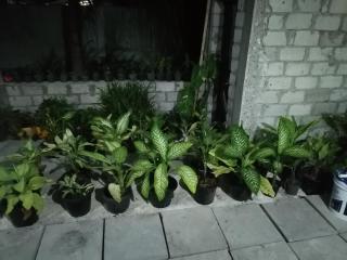 The Rose Garden House, Addu City, Maldives - Hithadhoo - 2