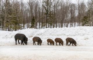 Charming 6 bedroom House & Horse Farm - Sleeps 12 - Horndal - 7