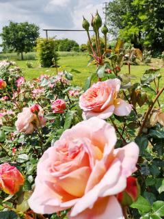 Agriturismo Fiorbello - 6