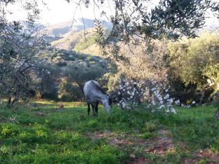 JINGTU Wellness & Spa B&B - Comares - 1