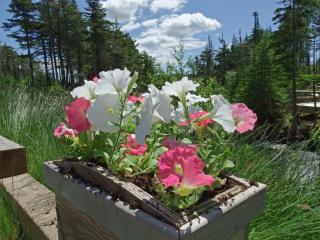 The Wilds at Salmonier River - 4