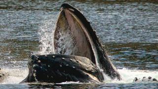 Biker's Bungalow - Near Mendenhall Glacier and Auke Bay Offering DISCOUNT ON TOURS! - Mendenhaven - 7