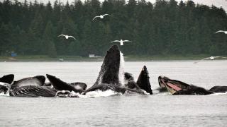 Thunder Mountain Place - Quiet, Comfortable Place Offering DISCOUNT ON TOURS! - Juneau - 8