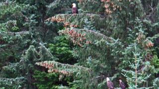 Thunder Mountain Place - Quiet, Comfortable Place Offering DISCOUNT ON TOURS! - Juneau - 4