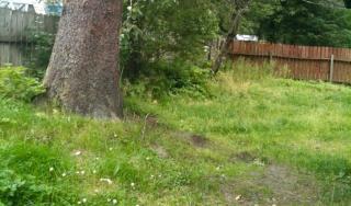 Raw Gold - Affordable, Near Mendenhall Glacier, Trails, and Conveniences - DISCOUNTS ON TOURS! - Mendenhaven - 4