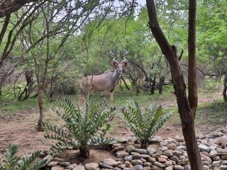 Chelesa by Kruger Nights - Marloth Park - 4