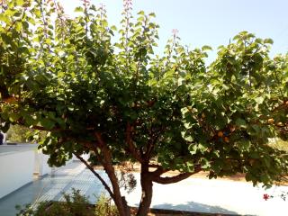 Blue Horizon Studios - 2