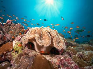 Cora Cora Maldives - Premium All-Inclusive Resort - Raa Atoll - 5