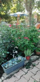 Cirali Friends Pension&Camping - 3