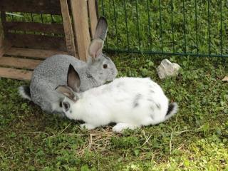 Schneiderhof Urlaub auf dem Bauernhof - 3