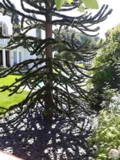 Gasthof Ginzinger - Mauerkirchen - 6