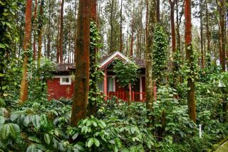 Coffee Grove Resort - Chikmagalūr - 1
