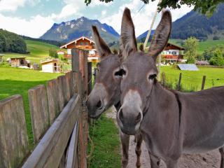 Gästehaus Hinterponholz - 1