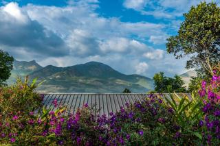 Elakai - Munnar - 5