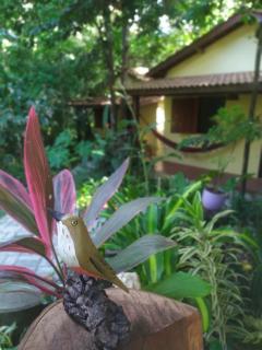 Aruá Observação de Vida Silvestre - 2