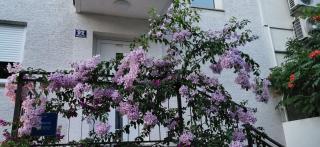 Apartman Perunika - 0