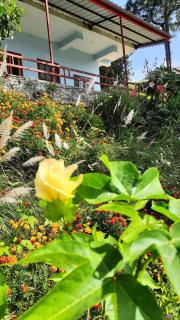 Nanda View Cottage - Almora - 1