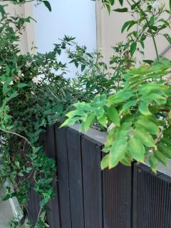 House escape - 1