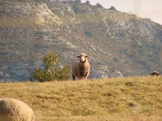 Le Coq en Pâte - La Roque-Esclapon - 7