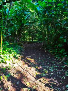 Amphibia House - Agua Azul - 5