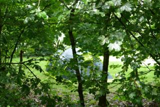 Camping Alkenhaer Appelscha Lege Kampeerplaats - 3