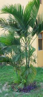 Winterville Flats e Bangalôs - Gravatá - 1