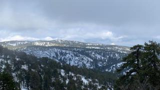 Pinecone Platres - 3 Units - 5