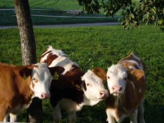 Ferienwohnung Jagdhäusl - 8