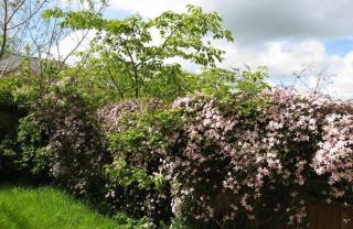 House on the Green - Chipping Norton - 4