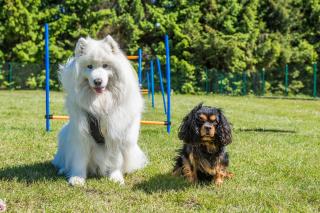 Domy Morskie Dog Frindly - 1