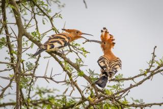 Kwetu Guest Farm - 3