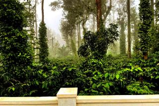 Thavihakklu Homestay 4BH, Kitchen, Coffee Estate - Chikmagalūr - 3