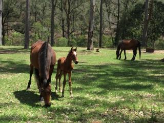 Emu Creek Retreat - Tabulam - 5