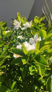 Pousada Gardenia Guest House - Gramado - 8