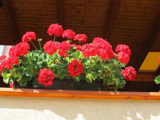 Tavi-fészek Fogadó - 2