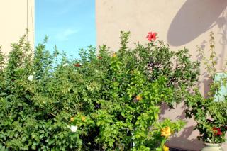Clios House - 6
