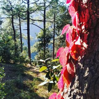 Shimla Pines Homestay - Shimla - 1