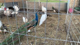 Mariam Farm Stay - Violet Town - 6