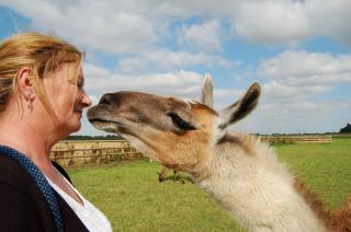 Glamping with Llamas - 1
