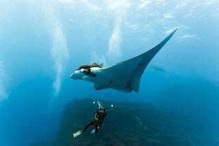 Coco Ukulhas Villa - 4