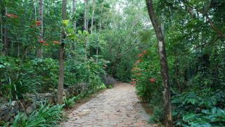 Blue Valley Estate-12 Acre Forest-Silver Oak-Villa - Yercaud - 2