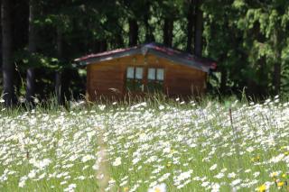 Apartment am Nationalpark Bayerwald - Lindberg - 7