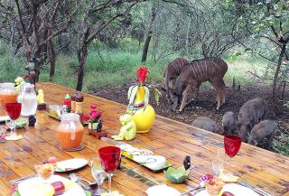 Wielewaal Bush Lodge - 6