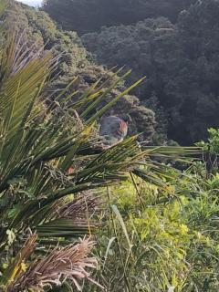 Muriwai Lodge - Muriwai Beach - 7