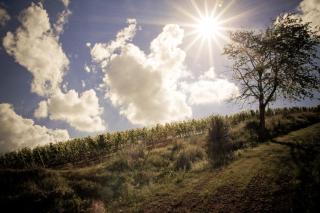 Landhotel & Weingut Espenhof - Flonheim - 5